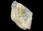 Fossil Calymene Trilobite Nodule - Morocco #100021-1